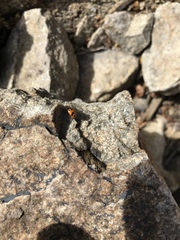 Hippodamia glacialis