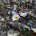 Erigeron lepidopodus - Photo (c) Abraham Sánchez Romero, some rights reserved (CC BY), uploaded by Abraham Sánchez Romero