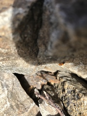 Hippodamia glacialis