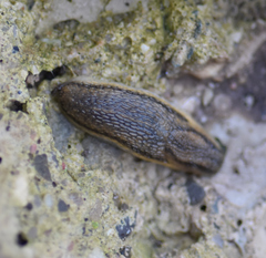 Arion fasciatus