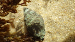 Cominella lineolata