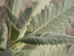 Graphocephala cythura