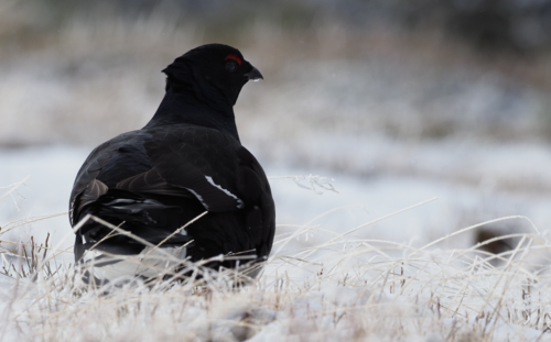 Black Grouse