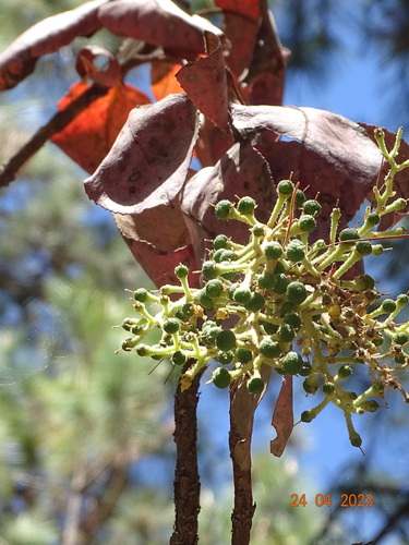 Arbutus madrensis (Arbutus madrensis)