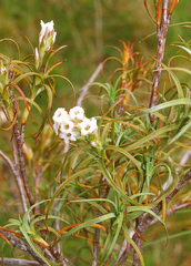 Dracophyllum recurvum