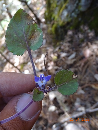 Image of Viola umbraticola by (c) Abraham Sánchez Romero, some rights reserved (CC BY)