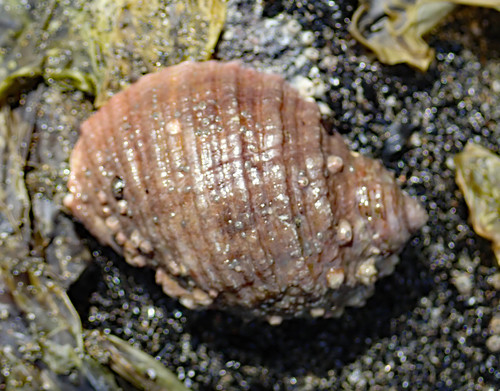 Dicathais orbita