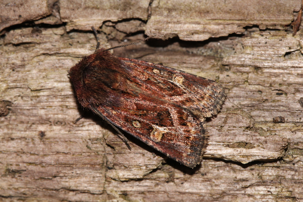Haworth's Minor