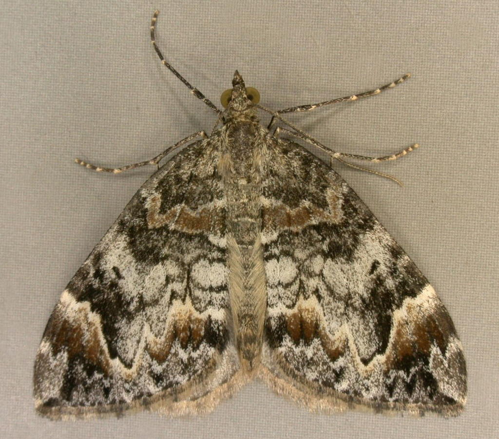 Dark Marbled Carpet