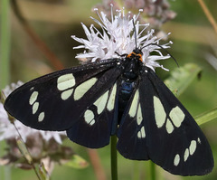 Gnophaela latipennis