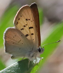 Tharsalea nivalis