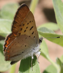 Tharsalea nivalis