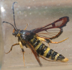 Synanthedon chrysidipennis