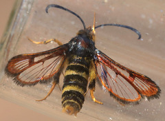 Synanthedon chrysidipennis