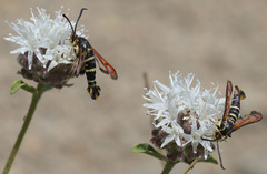 Synanthedon chrysidipennis