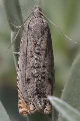 Hystrichophora