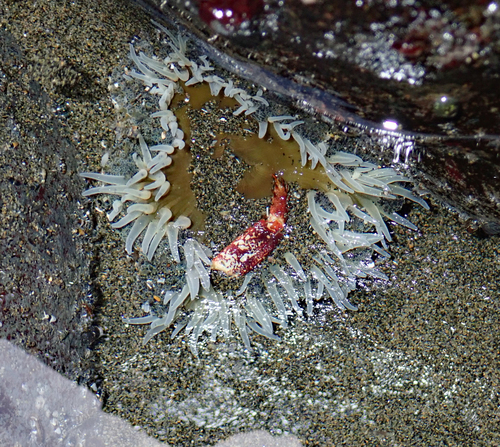 Oulactis magna