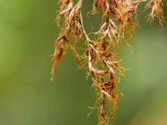 Machaerina sinclairii