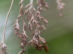 Machaerina sinclairii