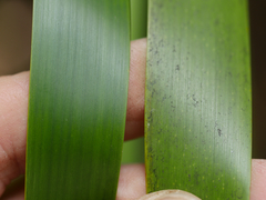 Machaerina sinclairii