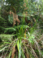 Machaerina sinclairii