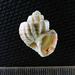 Trigonostoma breve - Photo (c) papernautilus, algunos derechos reservados (CC BY-NC), subido por papernautilus
