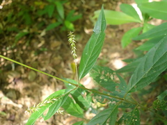 Achyranthes longifolia