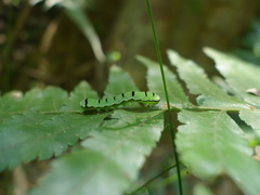 Callopistria repleta