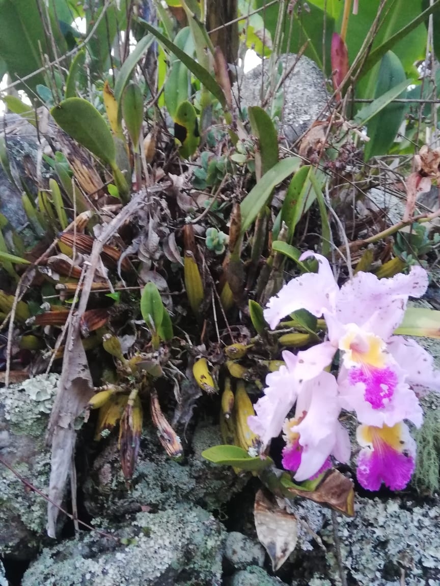 Imagem de Cattleya mendelii