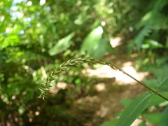Achyranthes longifolia