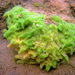 Freshwater Sponges - Photo (c) Kirt L. Onthank, some rights reserved (CC BY-SA)