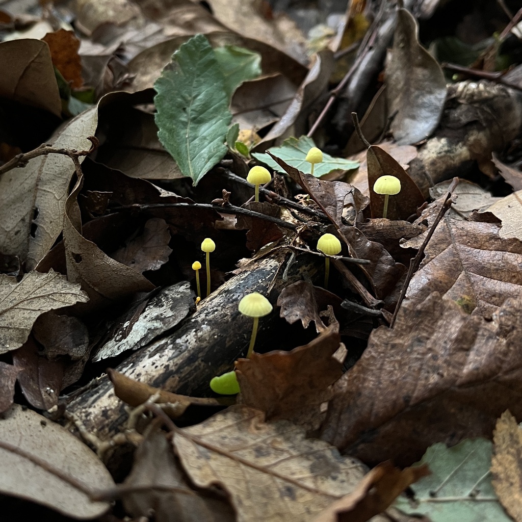 Mycena chusqueophila · May 2023 · photo: © cristianriquelme (iNaturalist, cc-by)