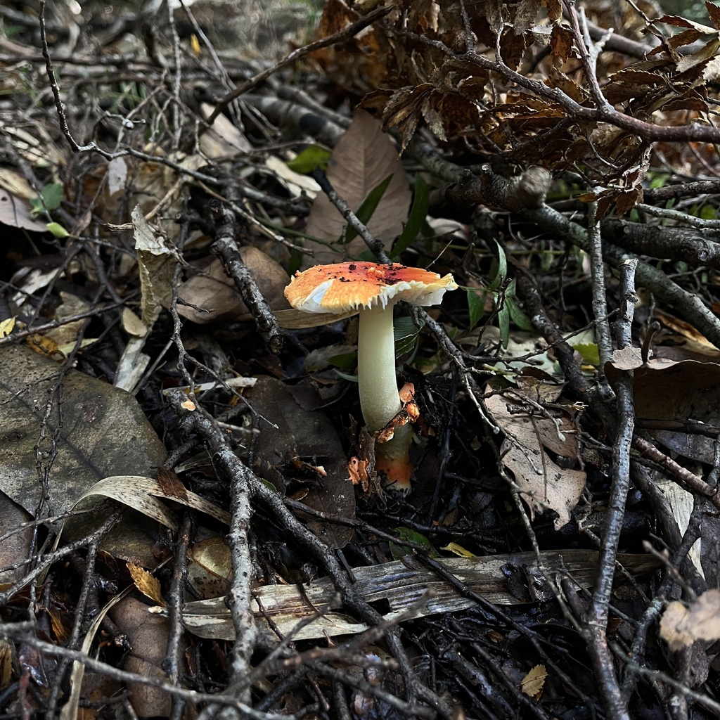 Amanita aurantiovelata · May 2023 · photo: © cristianriquelme (iNaturalist, cc-by)