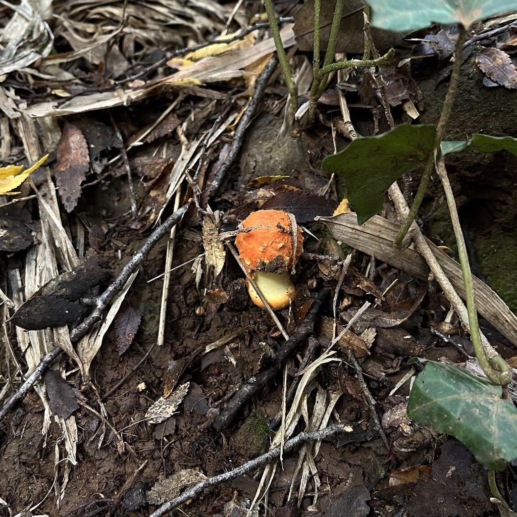 Amanita aurantiovelata · May 2023 · photo: © cristianriquelme (iNaturalist, cc-by)
