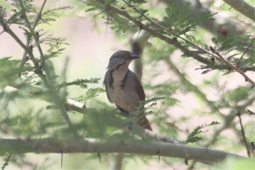 Collared Palm Thrush (Cichladusa arquata), photo 7