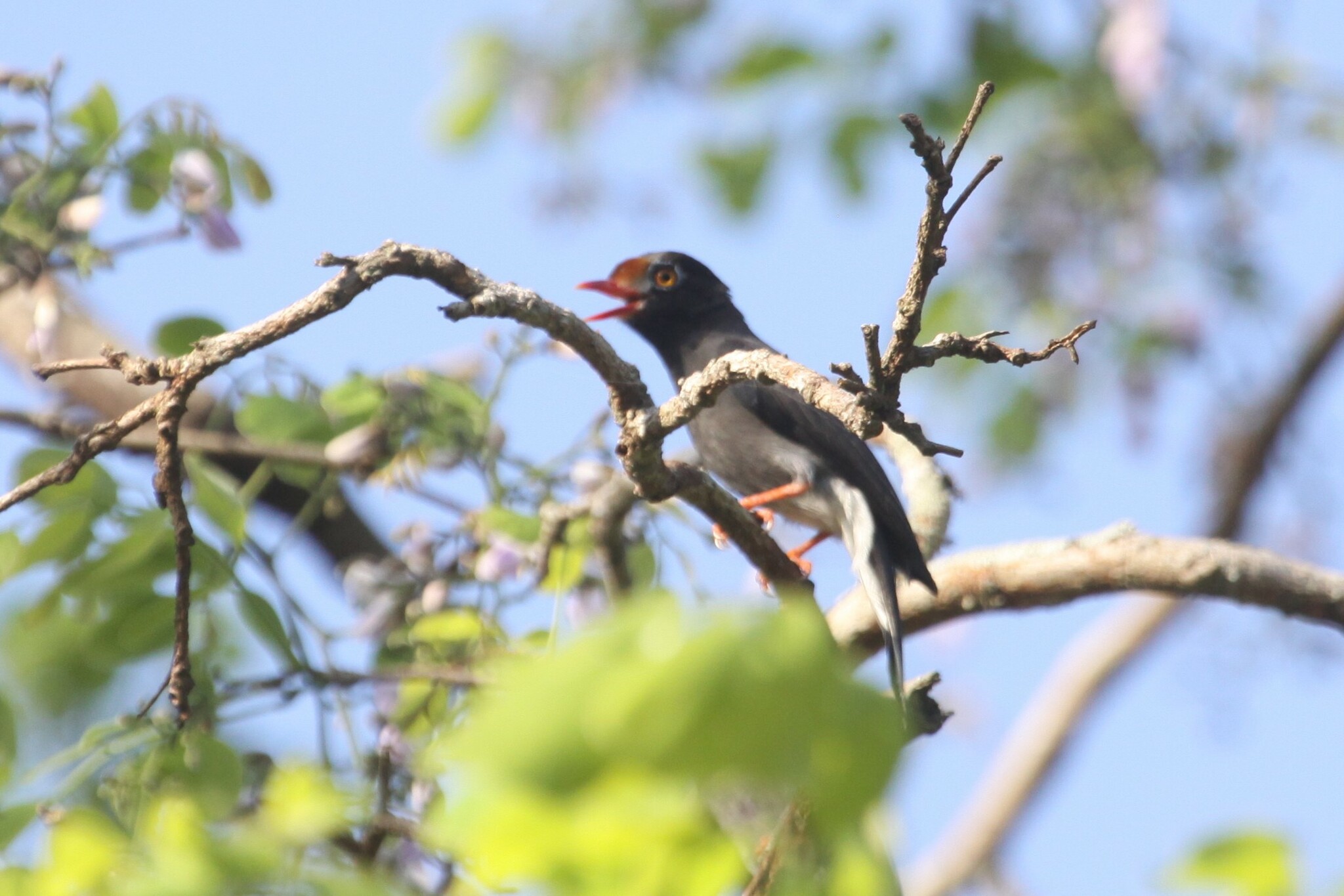 Chestnut-fronted Helmetshrike illustration