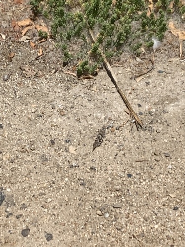 iNaturalist observation photo of Pallid-winged Grasshopper