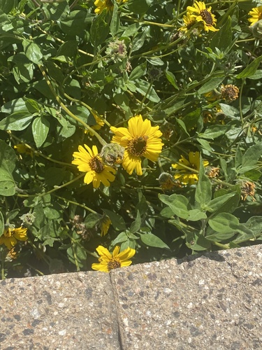 iNaturalist observation photo of Western Honey Bee