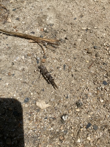 iNaturalist observation photo of Pallid-winged Grasshopper