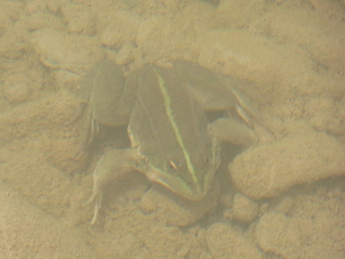 Sahara Frog