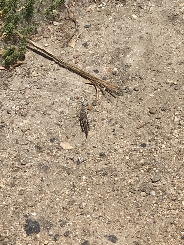 iNaturalist observation photo of Pallid-winged Grasshopper