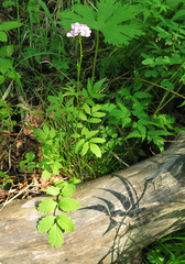 Cardamine macrophylla