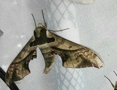 Adhemarius dariensis