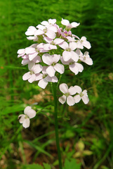 Cardamine macrophylla