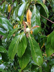 Cornus capitata