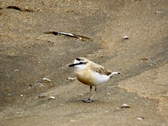 Charadrius marginatus mechowi