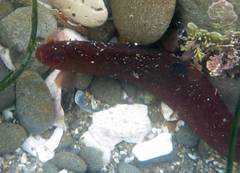 Apodichthys flavidus