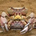 African Freshwater Crabs - Photo (c) Peter Vos, some rights reserved (CC BY-NC), uploaded by Peter Vos