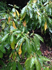 Cornus capitata