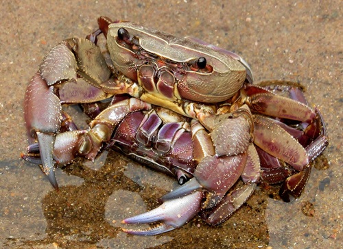 Representative image of Decapoda